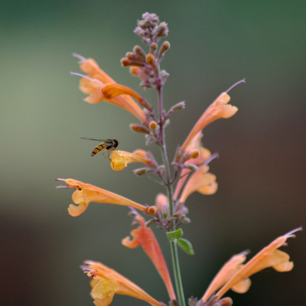 Agastache aurantiaca Apricot Sprite - Agastache dorée