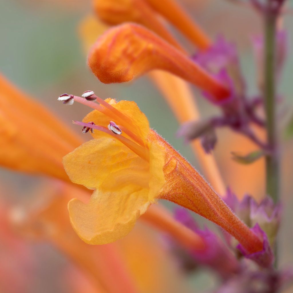 Agastache aurantiaca Apricot Sprite - Agastache dorée