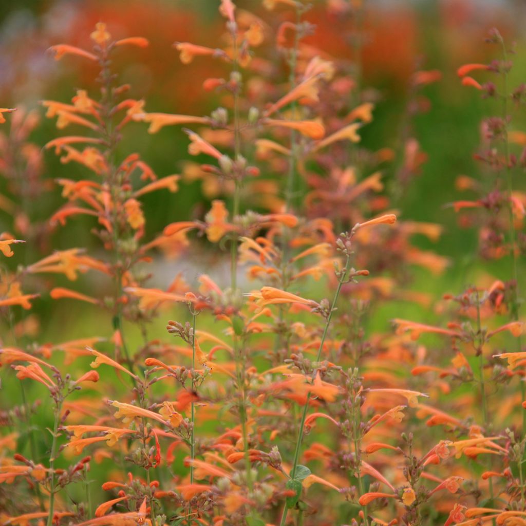 Agastache aurantiaca Apricot Sprite - Agastache dorée