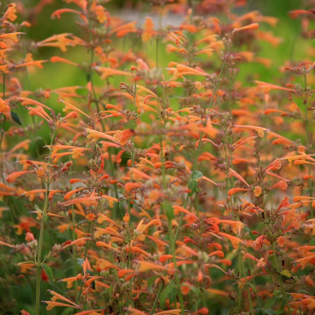 Agastache aurantiaca Apricot Sprite - Agastache dorée