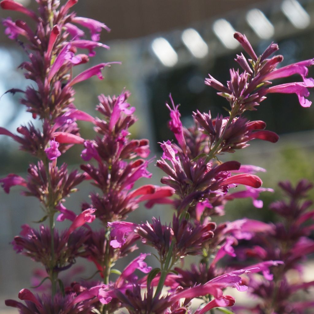 Agastache cana