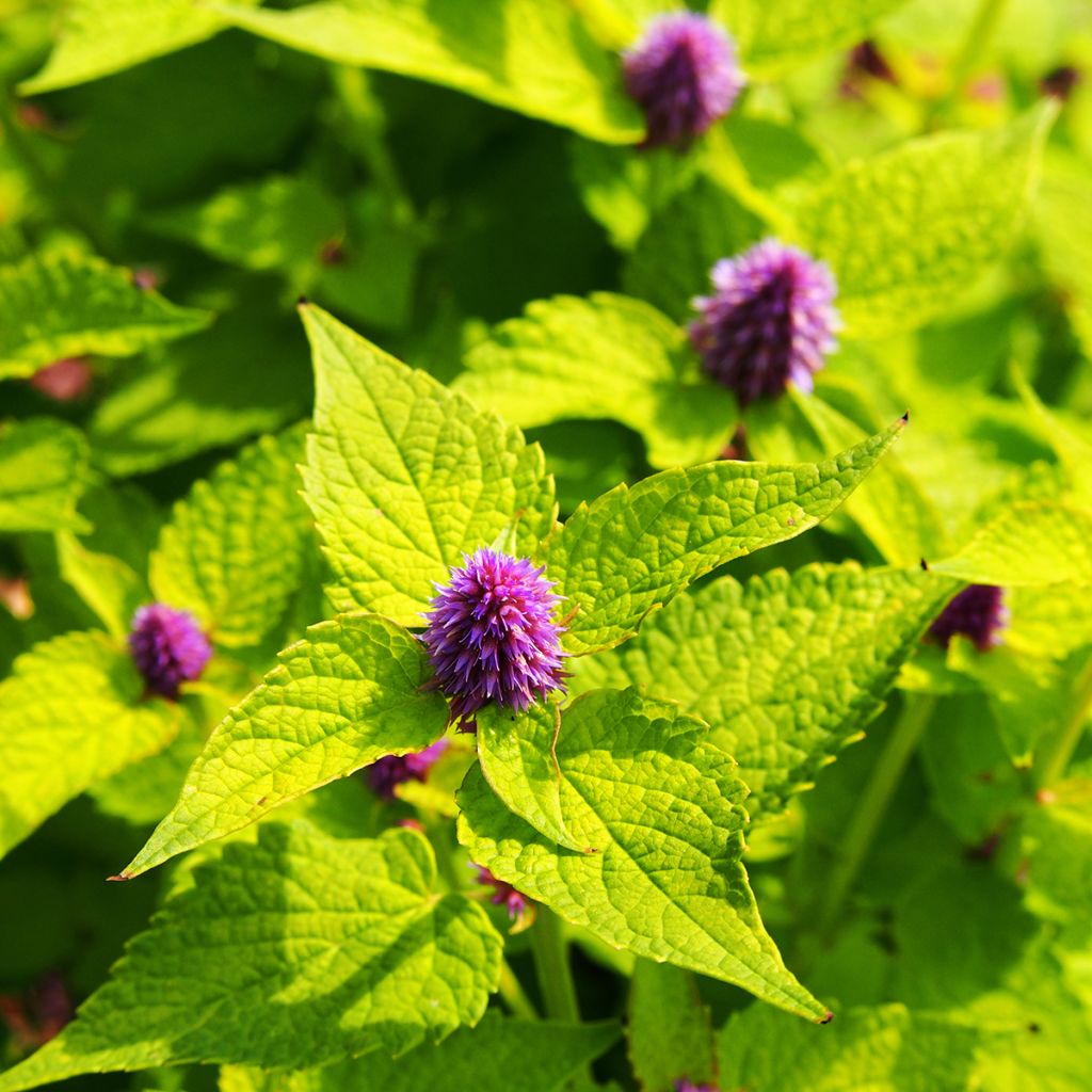 Agastache Golden Jubilee