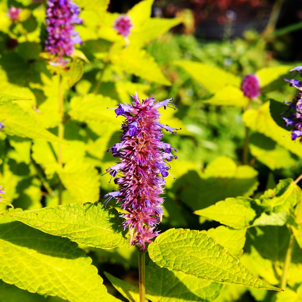 Agastache Golden Jubilee