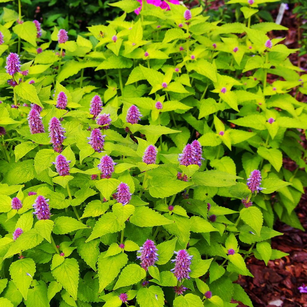 Agastache Golden Jubilee