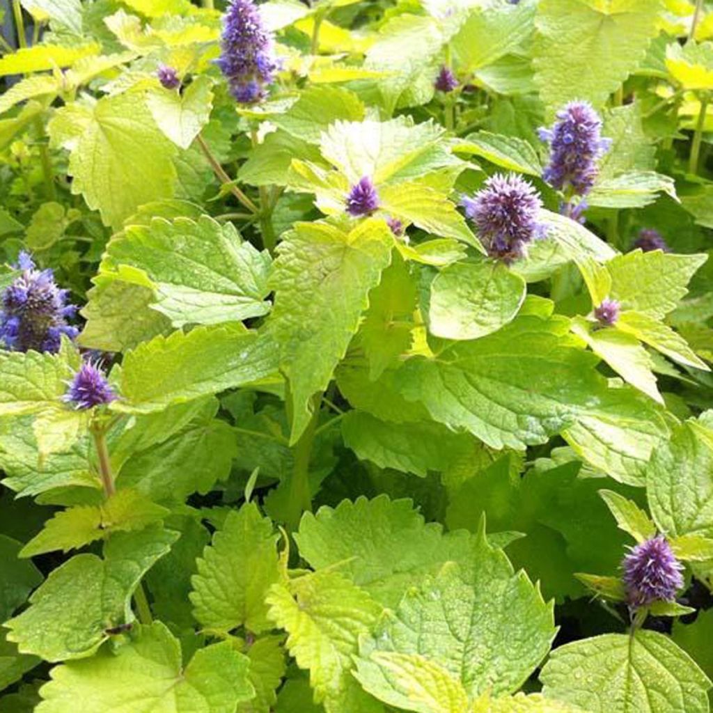 Agastache foeniculum Golden Jubilee - Agastache Fenouil