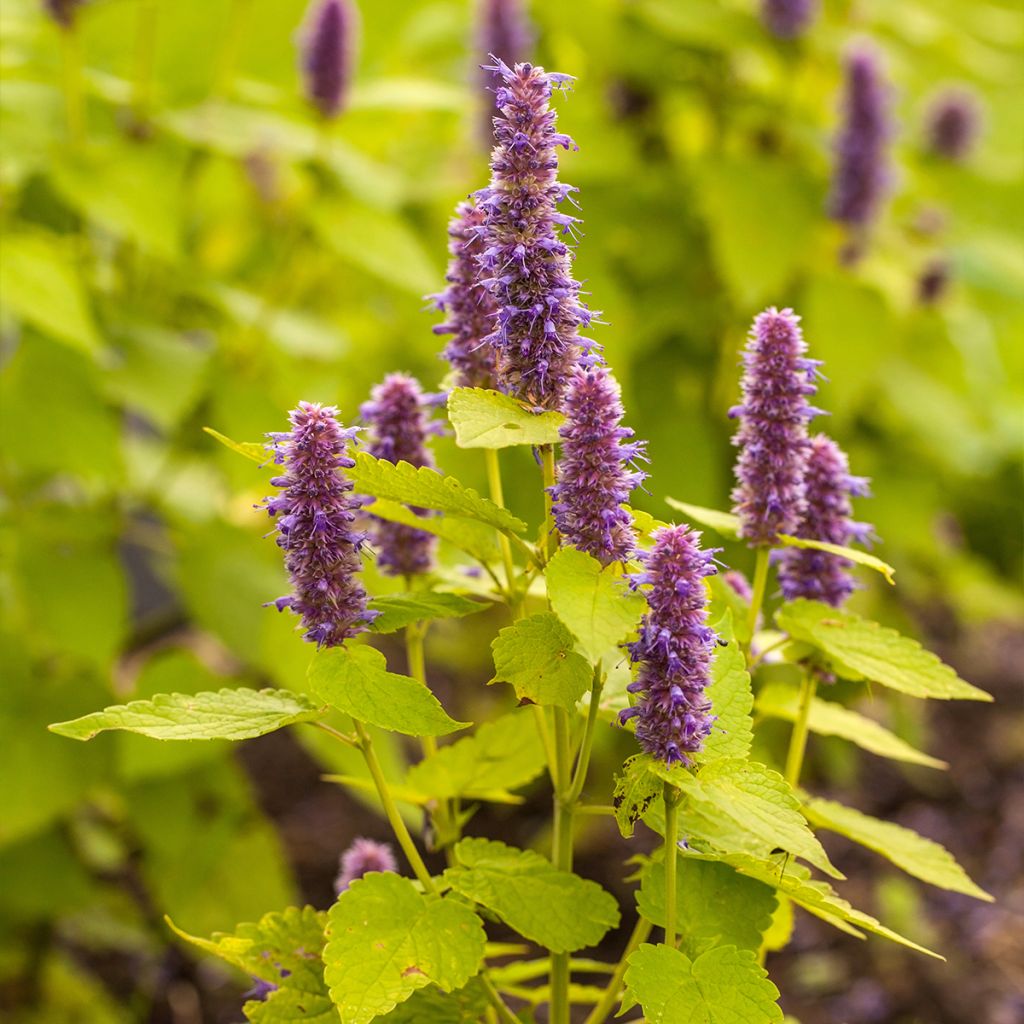 Graines d'Agastache foeniculum Golden Jubilee