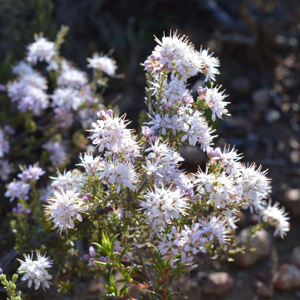 Agathosma capensis