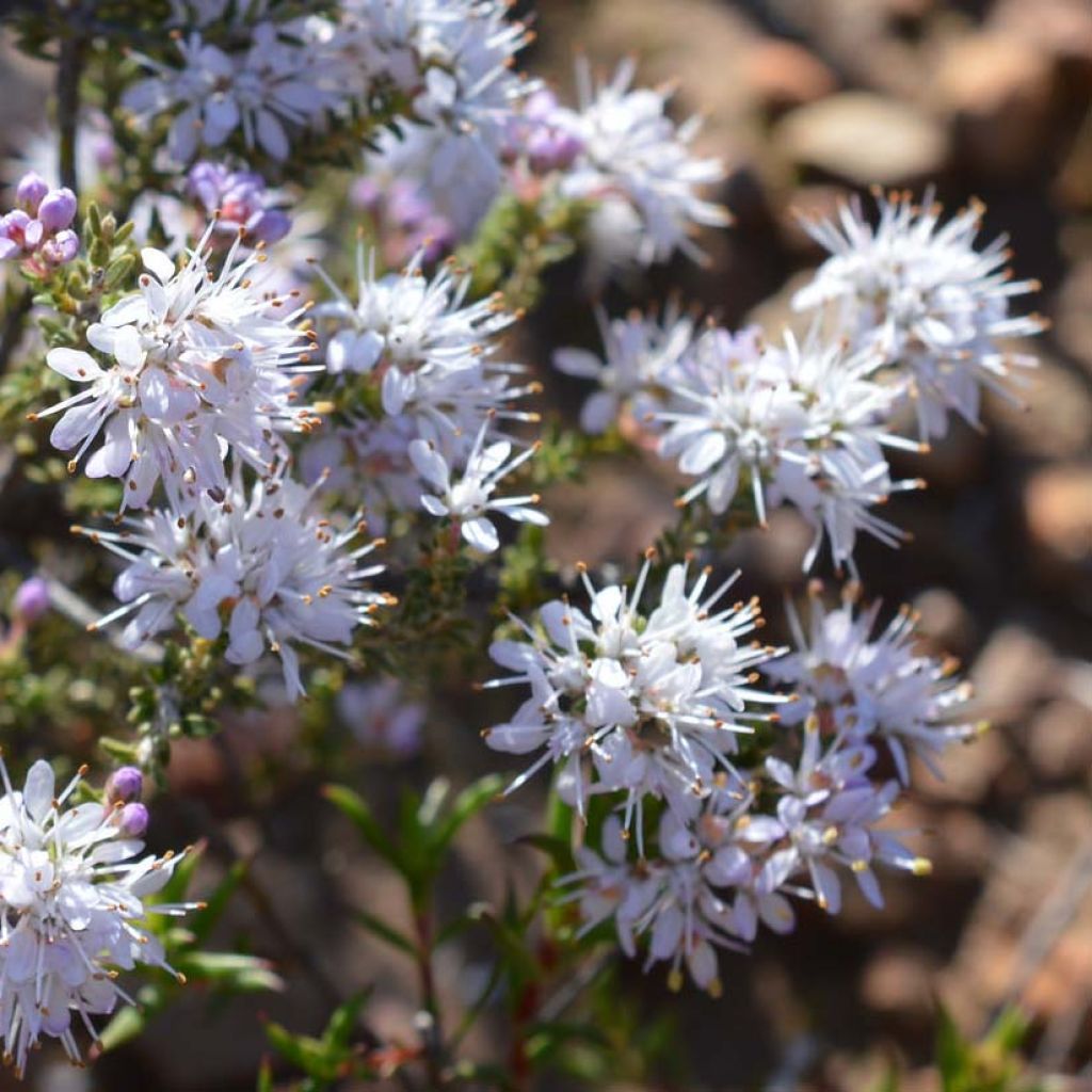 Agathosma capensis