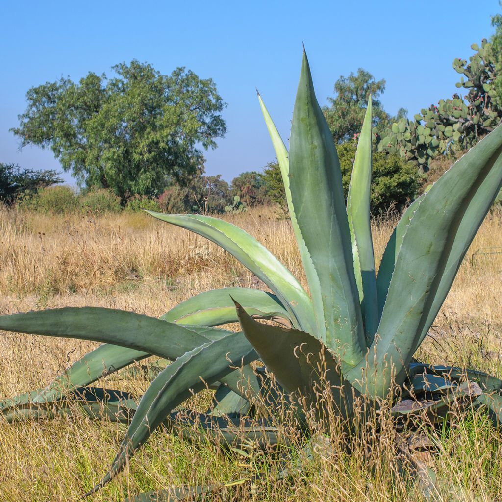 Agave americana