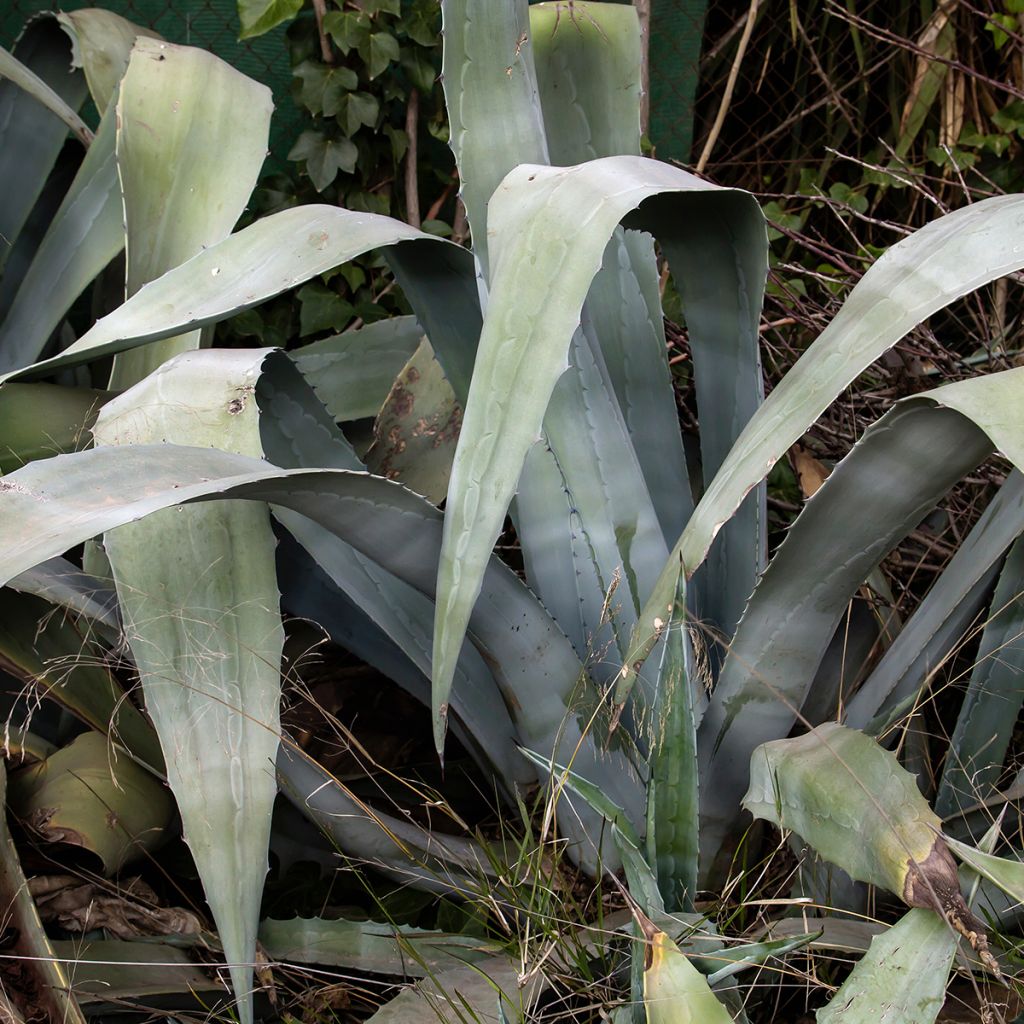 Agave americana