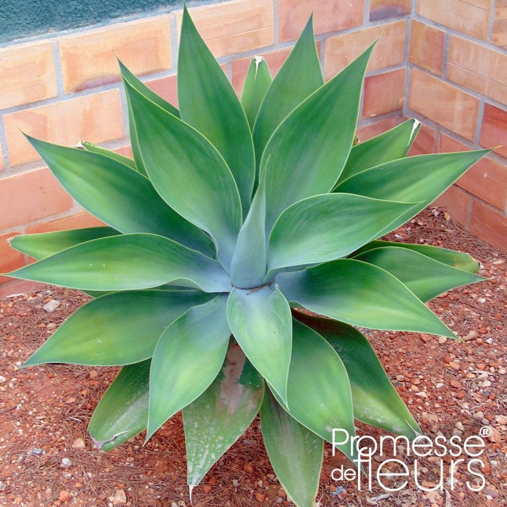 Agave attenuata - Agave à cou de cygne