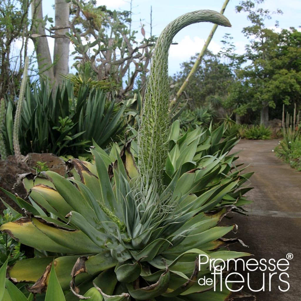 Agave attenuata - Agave à cou de cygne