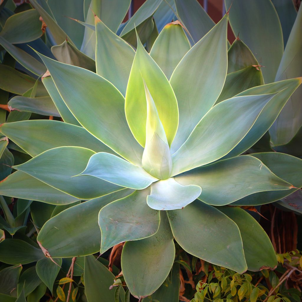 Agave attenuata