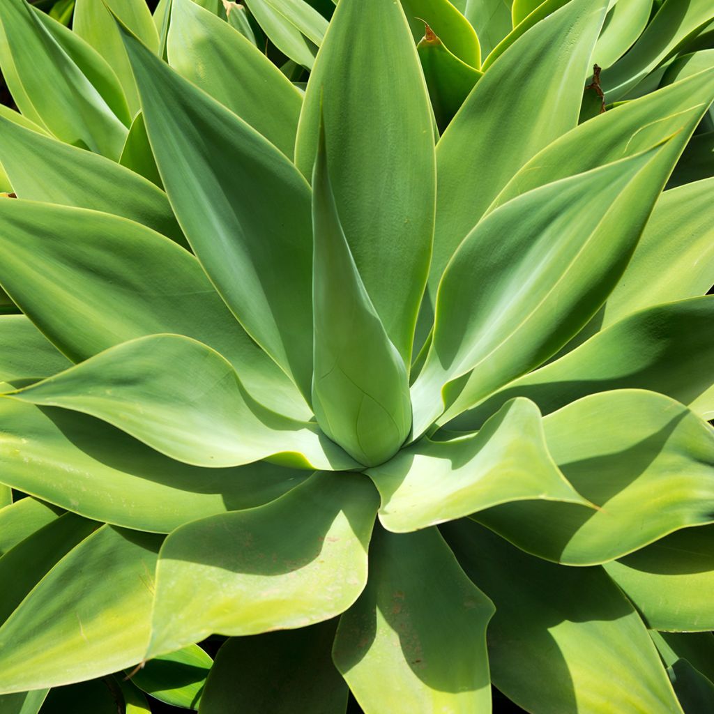 Agave attenuata