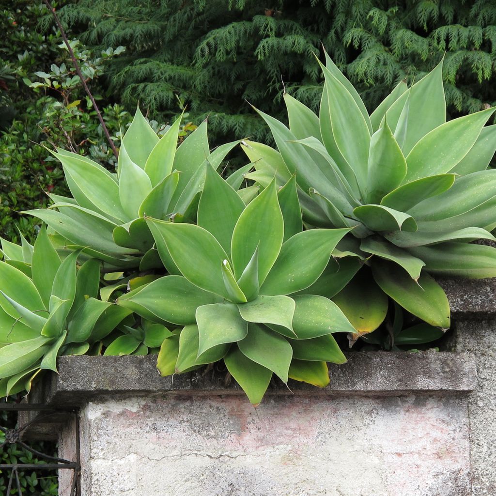 Agave attenuata