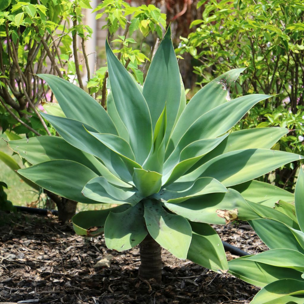 Agave attenuata