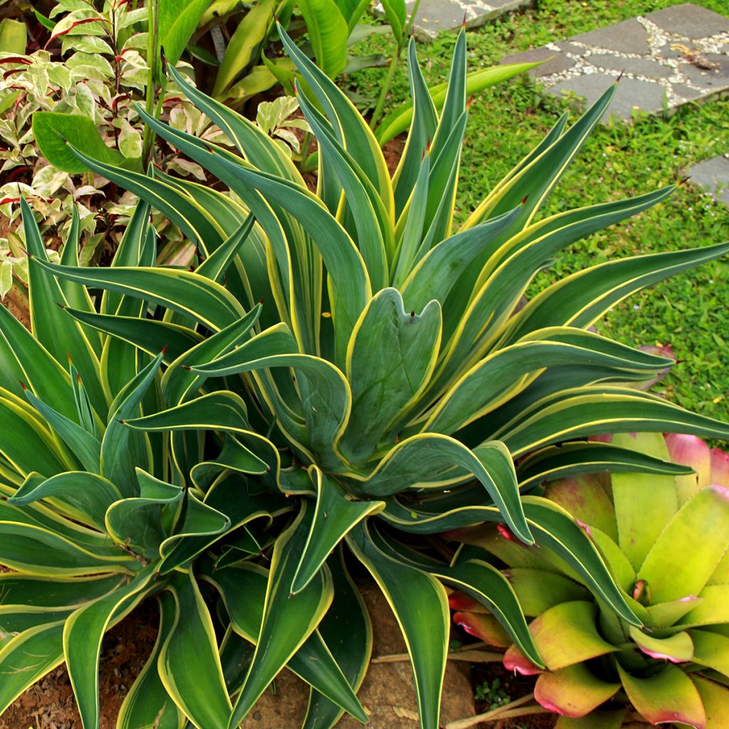 Agave desmetiana Variegata