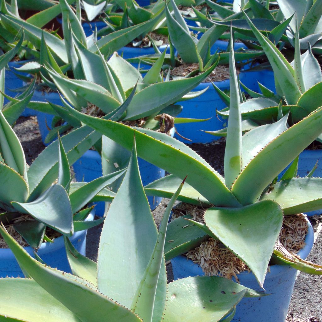 Agave guiengola