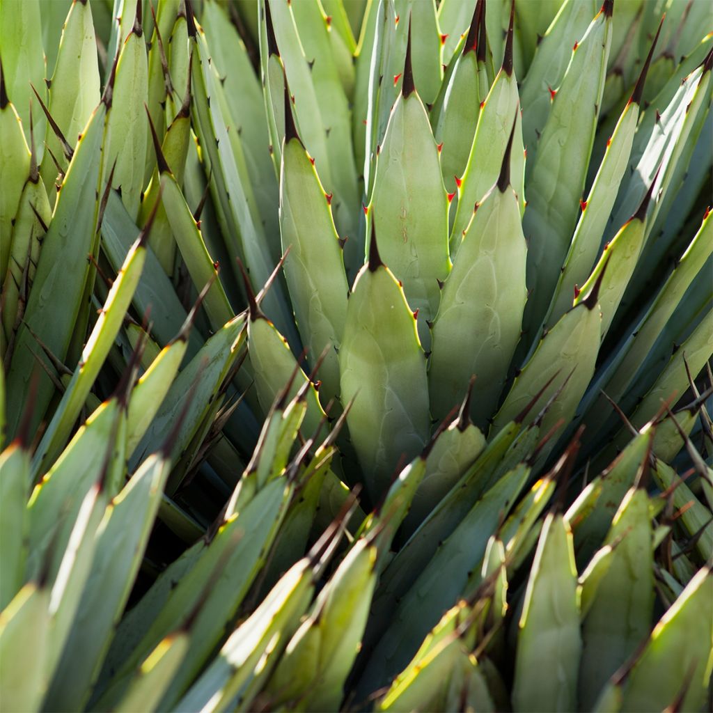 Agave macroacantha