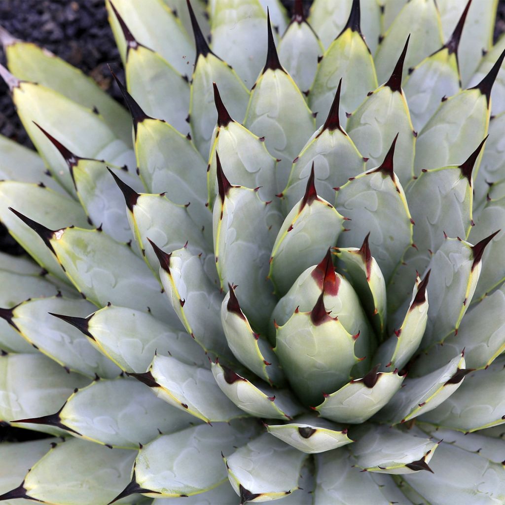 Agave macroacantha