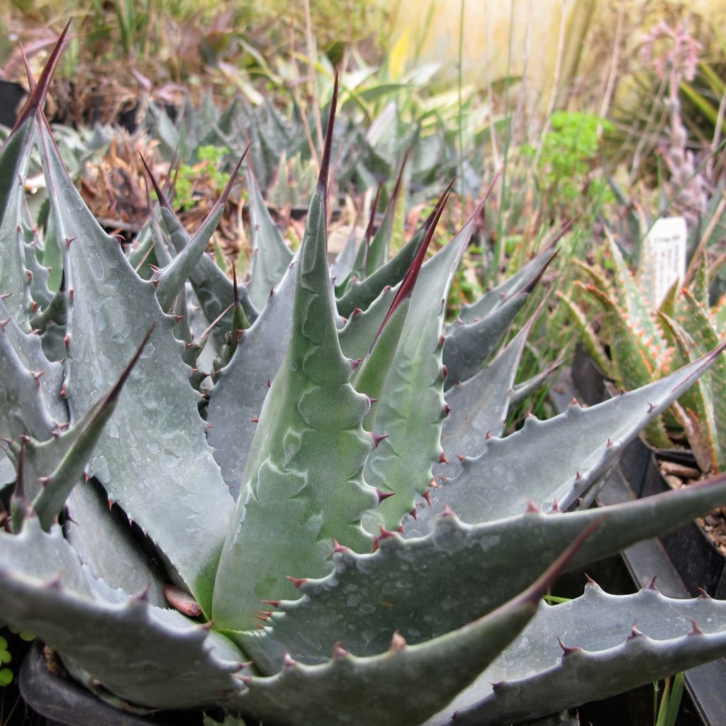 Agave montana - Agave des montagnes.