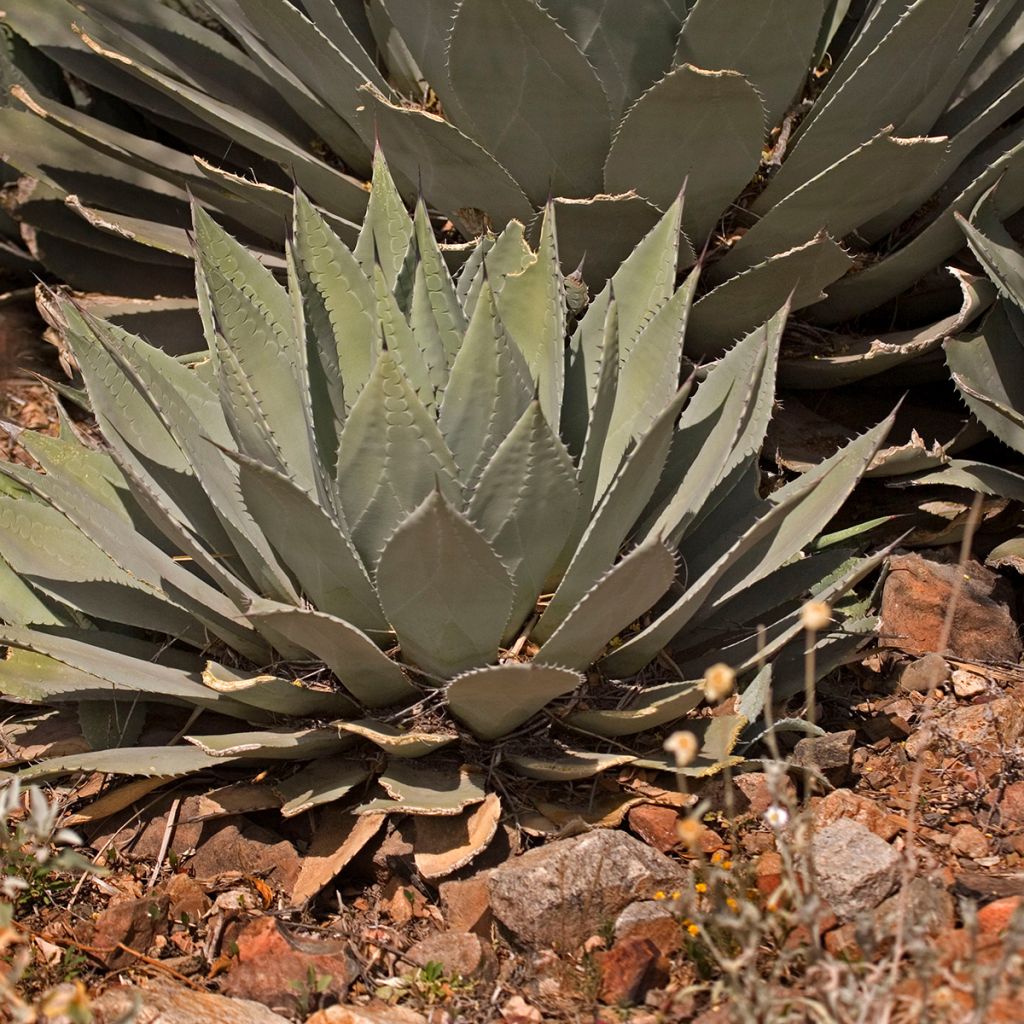 Agave parryi var. huachucensis