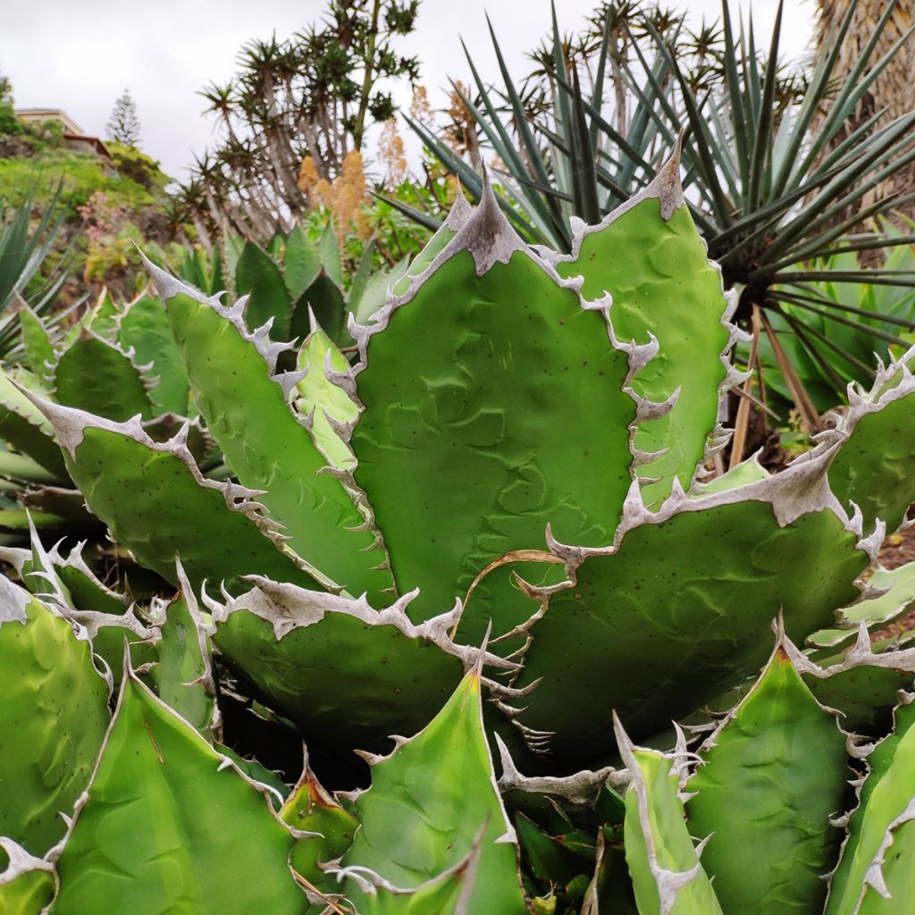 Agave titanota