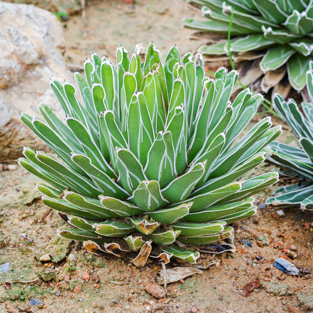 Agave victoriae-reginae