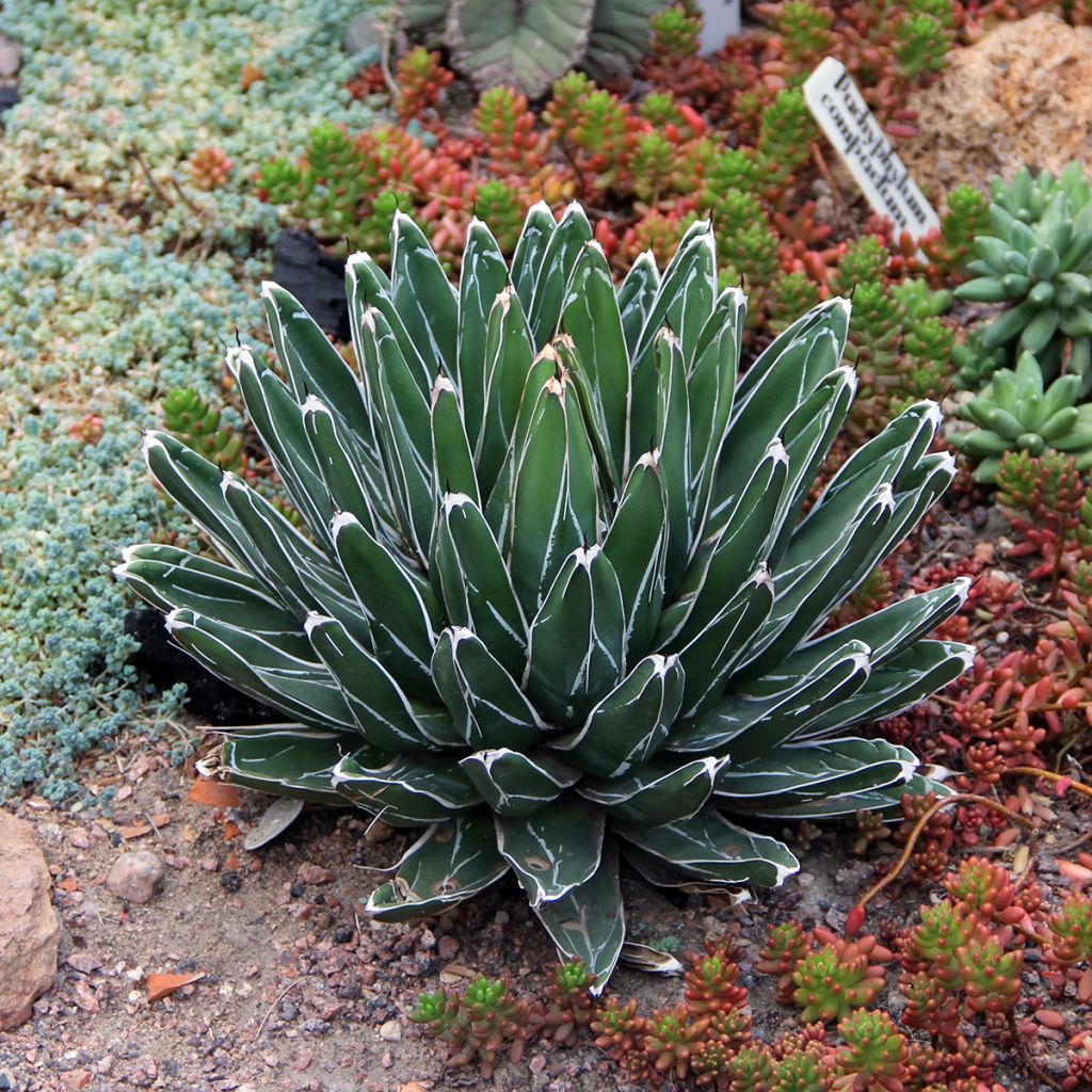 Agave victoriae-reginae