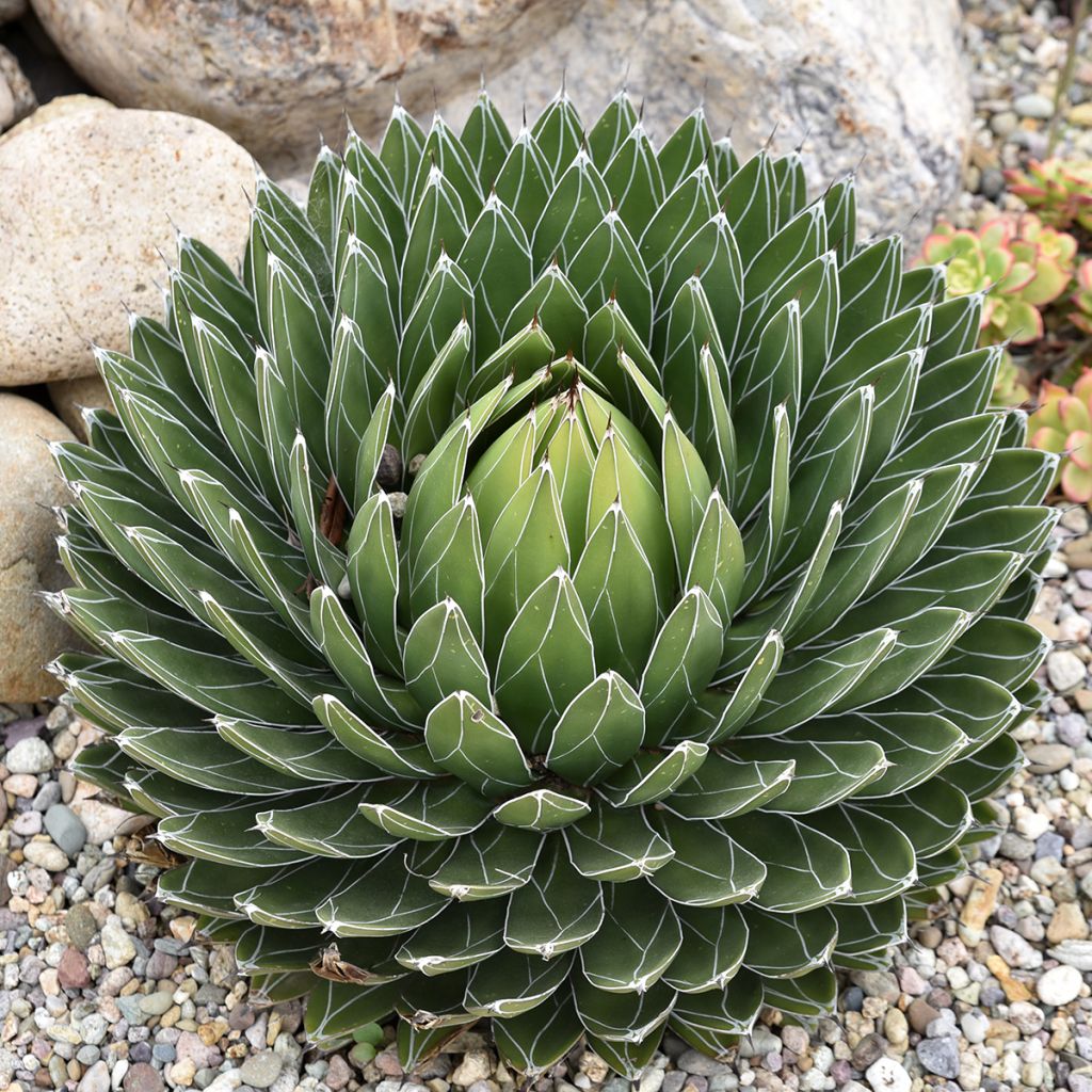 Agave victoriae-reginae