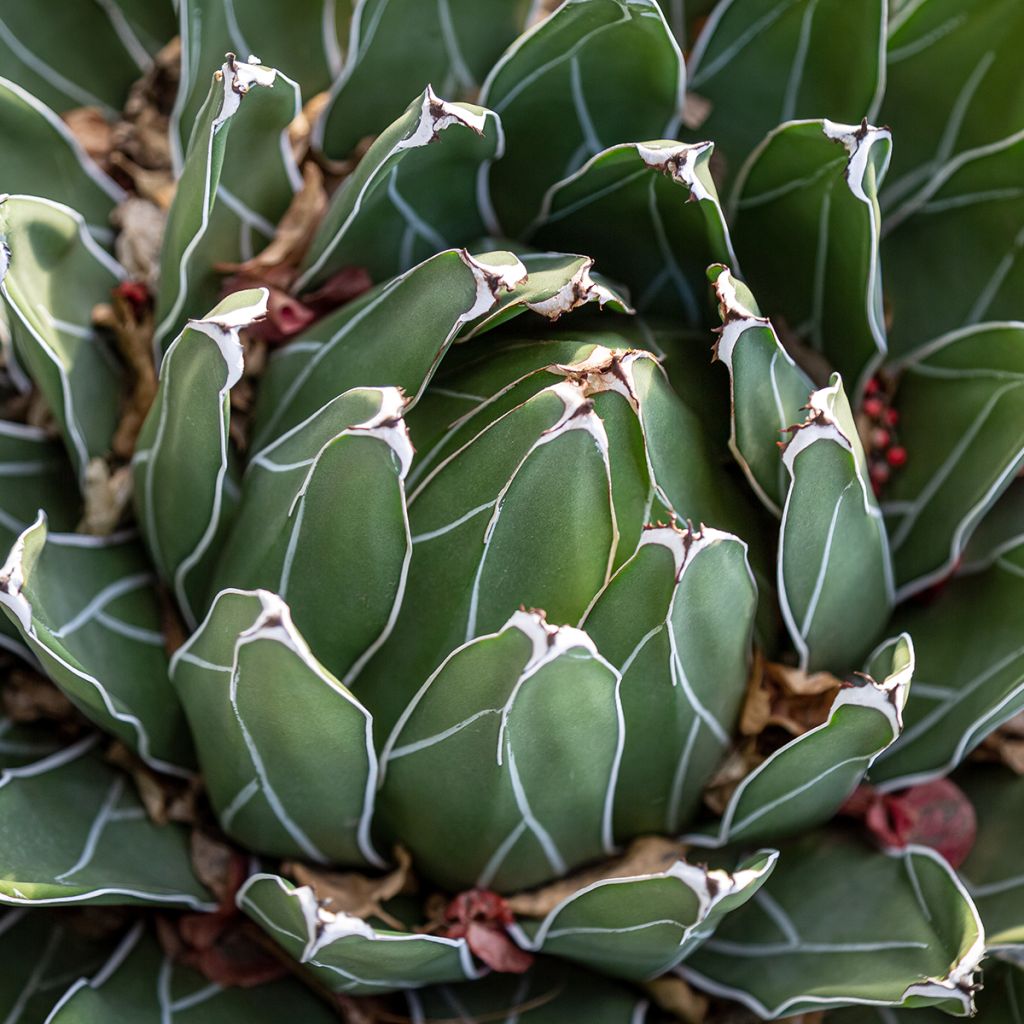 Agave victoriae-reginae