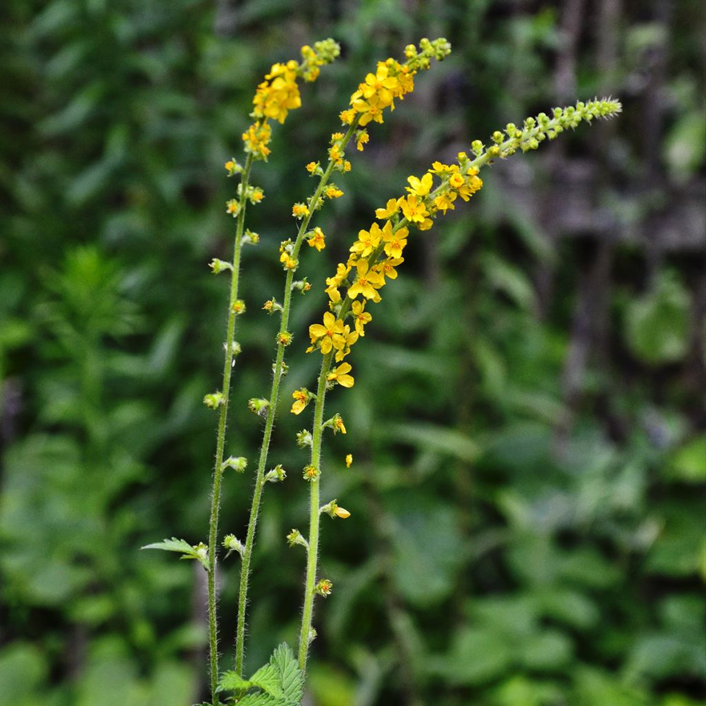 Agrimonia eupatoria - Agrimonia comune