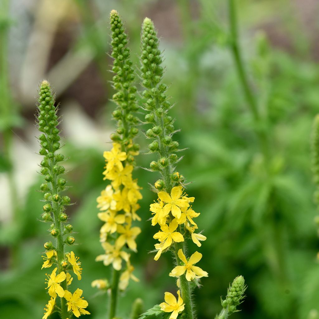 Agrimonia eupatoria - Agrimonia comune