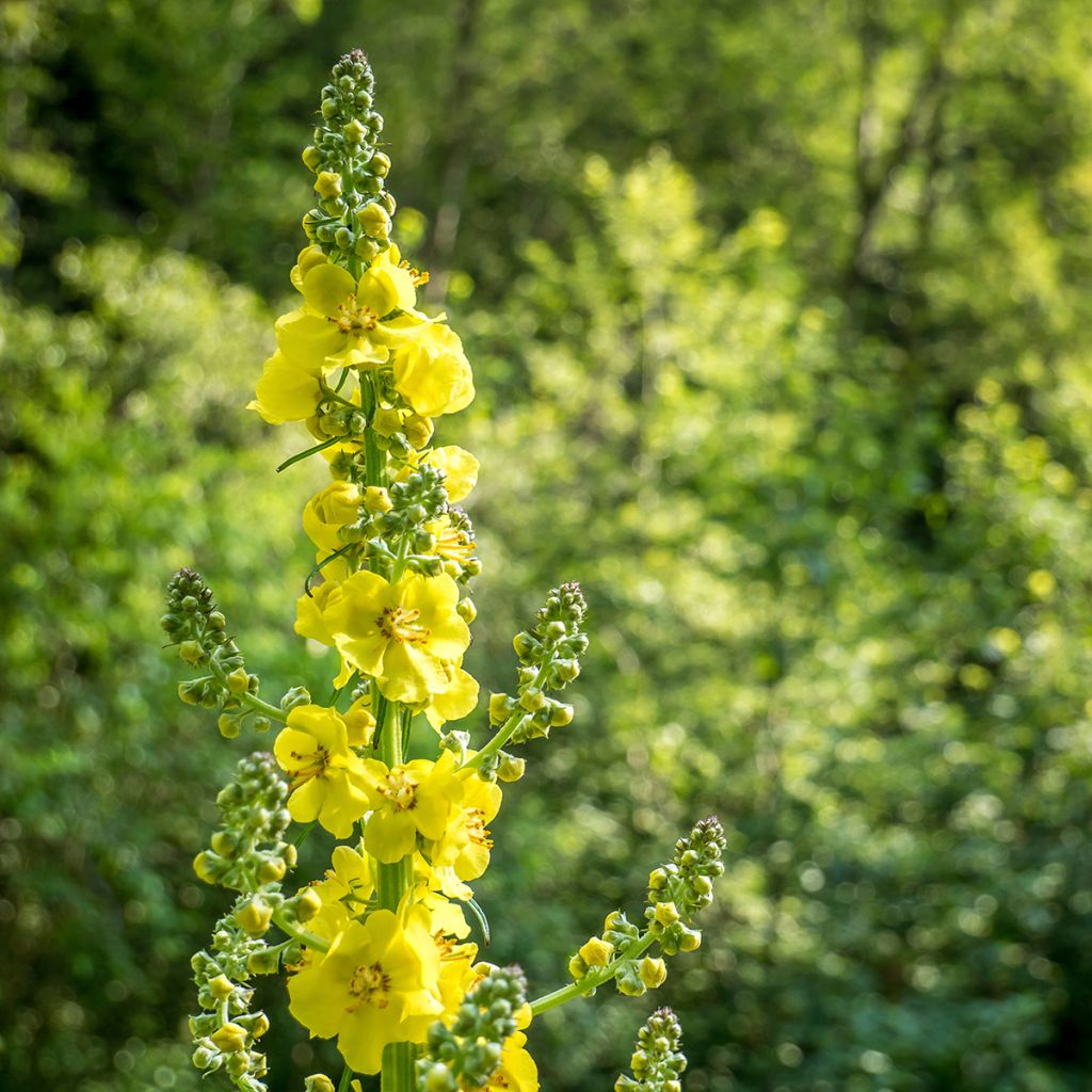 Agrimonia eupatoria - Agrimonia comune