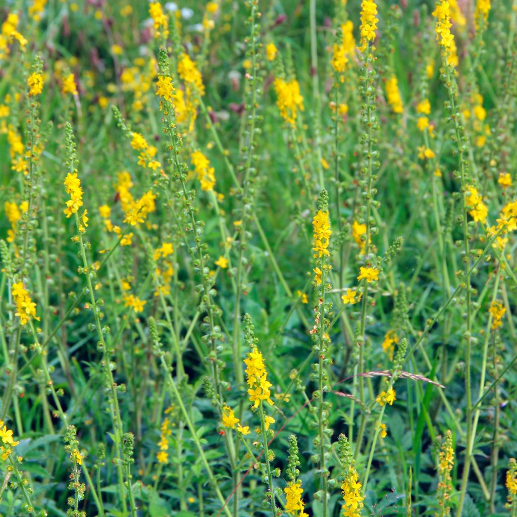 Agrimonia eupatoria - Agrimonia comune