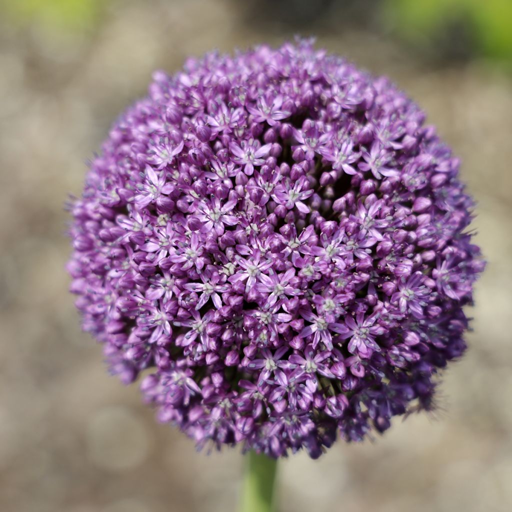 Allium Ambassador - Aglio ornamentale