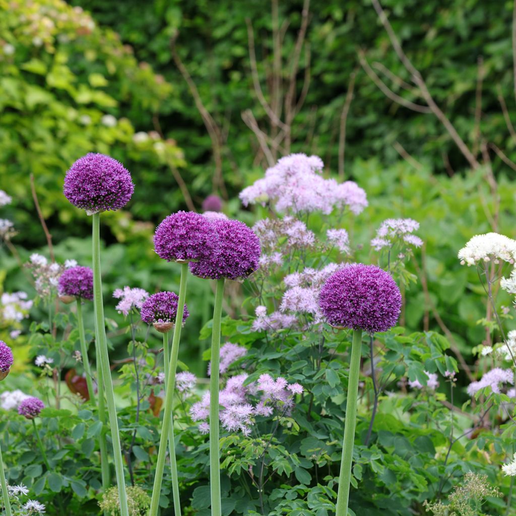 Allium Ambassador - Aglio ornamentale