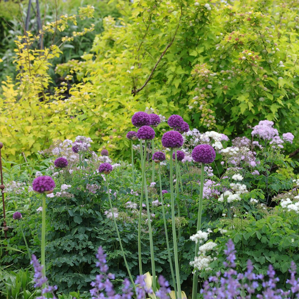 Allium Ambassador - Aglio ornamentale