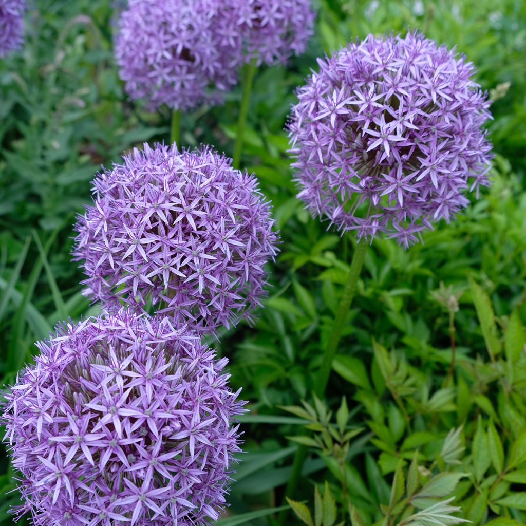 Allium Gladiator - Aglio ornamentale