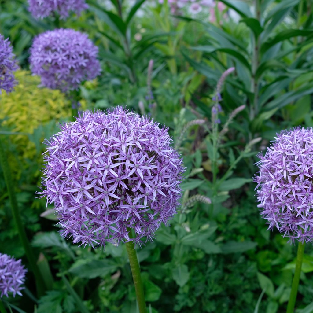 Allium Gladiator - Aglio ornamentale