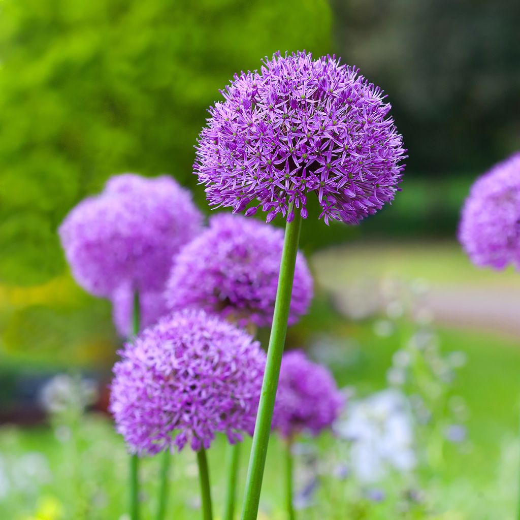 Allium Gladiator - Aglio ornamentale