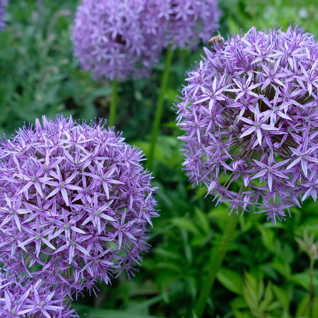 Allium Gladiator - Aglio ornamentale