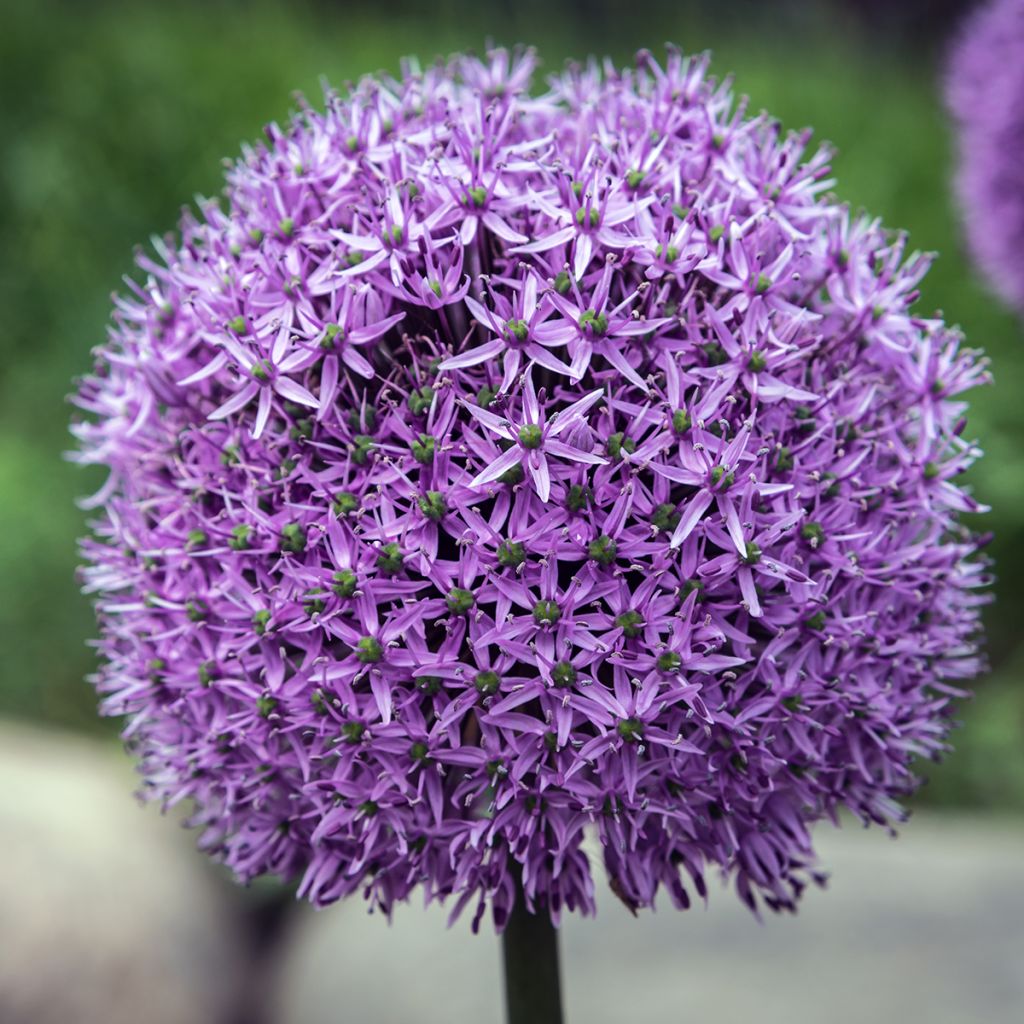 Allium Gladiator - Aglio ornamentale