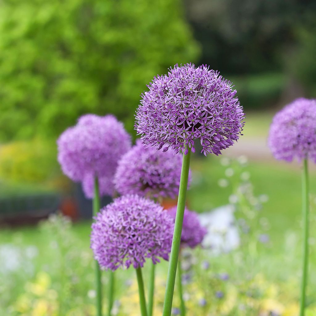 Allium Gladiator - Aglio ornamentale