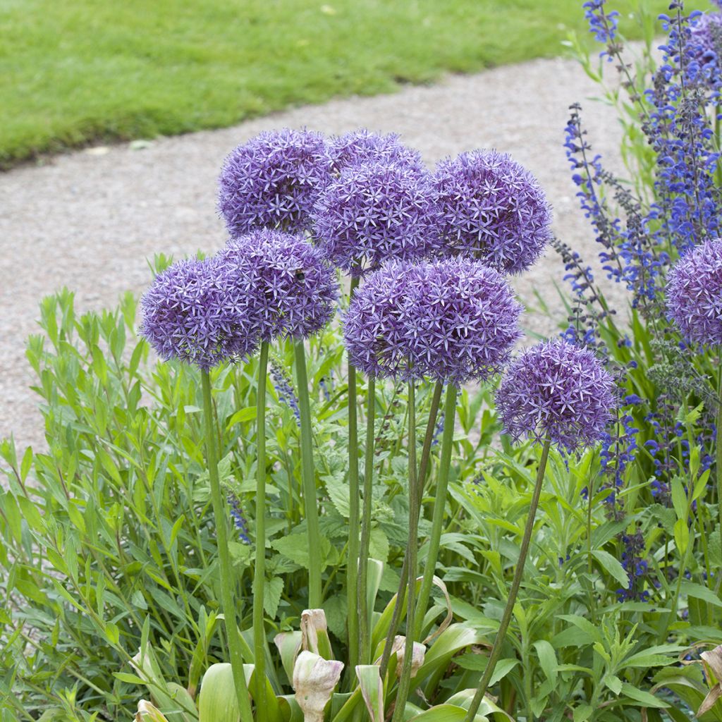 Allium Globemaster - Aglio ornamentale