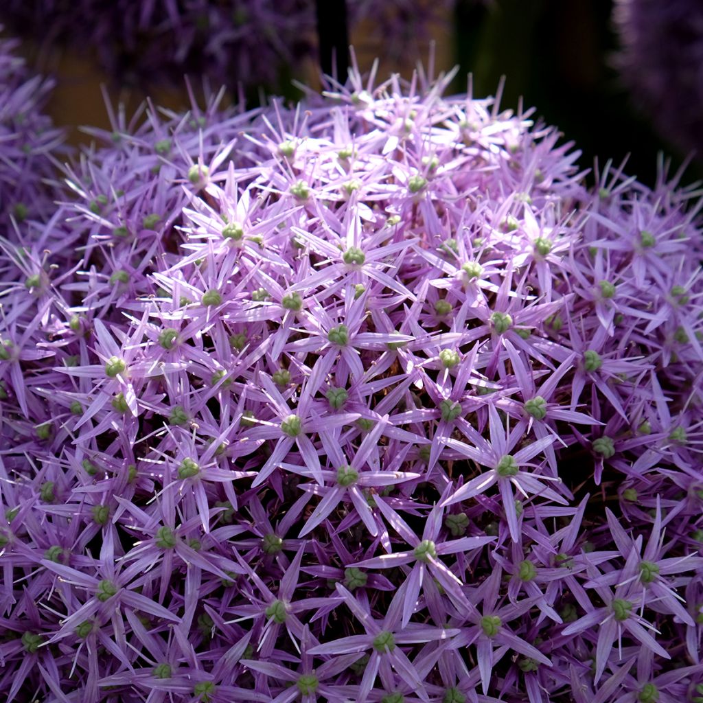 Allium Globemaster - Aglio ornamentale