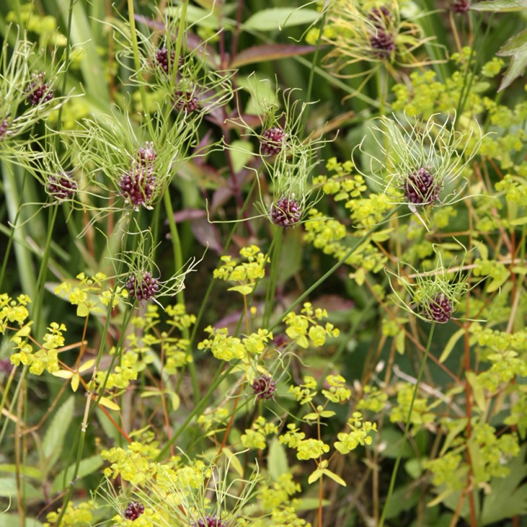 Allium vineale Hair - Aglio delle vigne