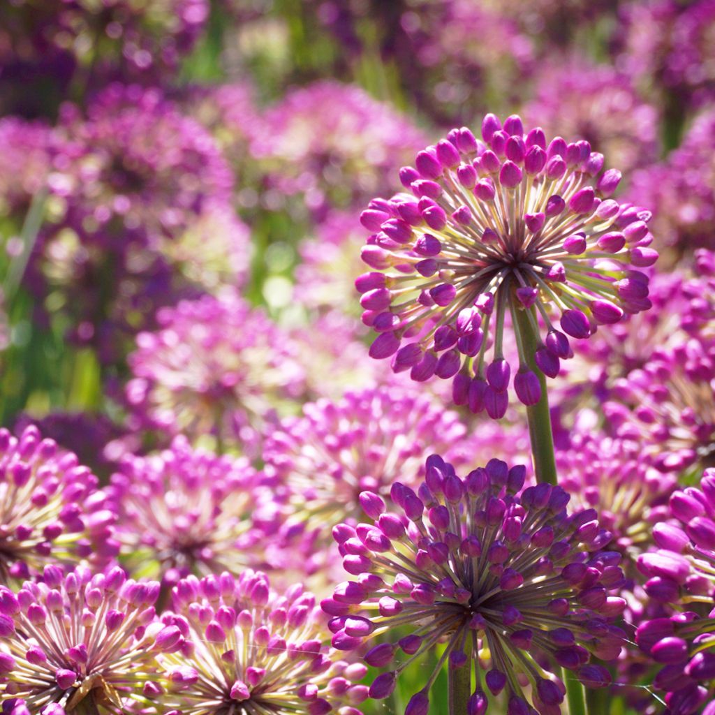 Allium Lavender Bubbles - Aglio ornamentale