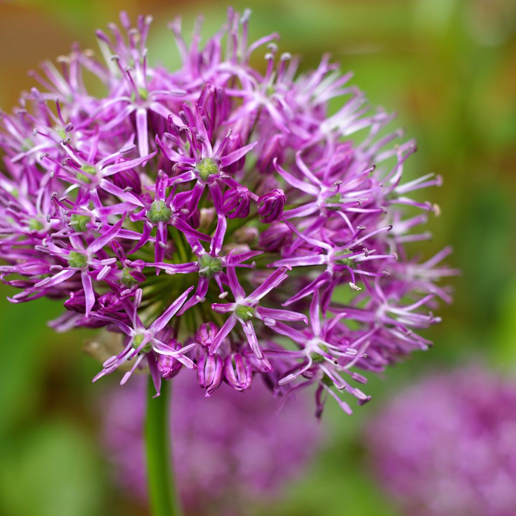 Allium Miami - Aglio ornamentale