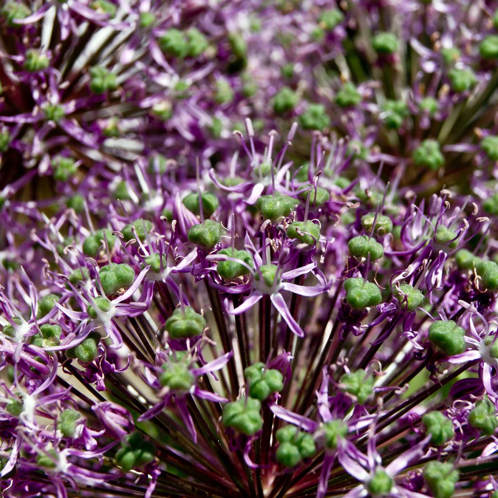 Allium Miami - Aglio ornamentale